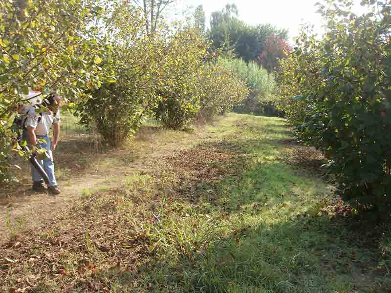 Soffiatura delle nocciole prima della raccolta in Piemonte