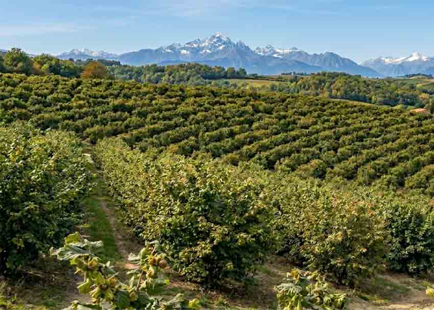 Nocciole: varietà e territori delle eccellenze italiane